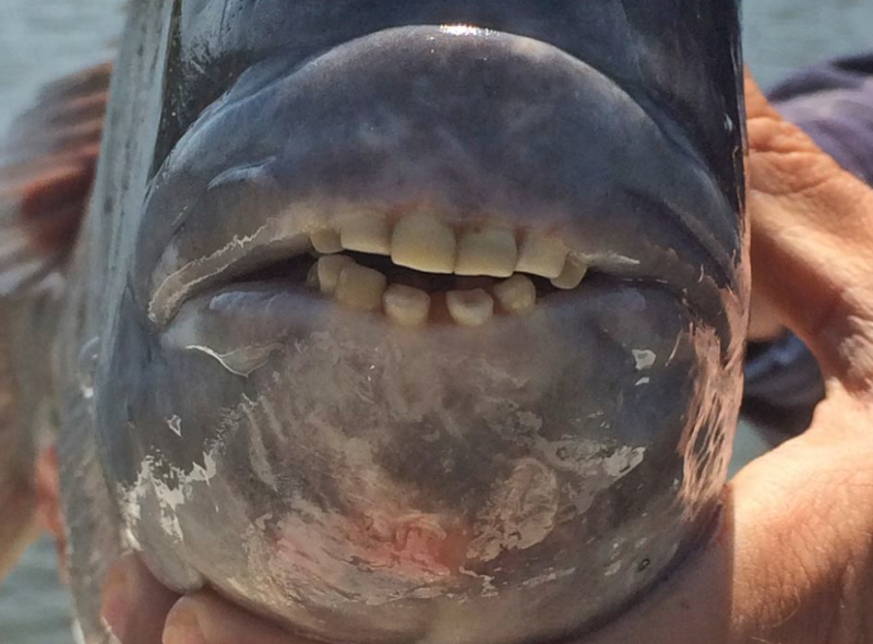 Sheepshead Fish Mouth