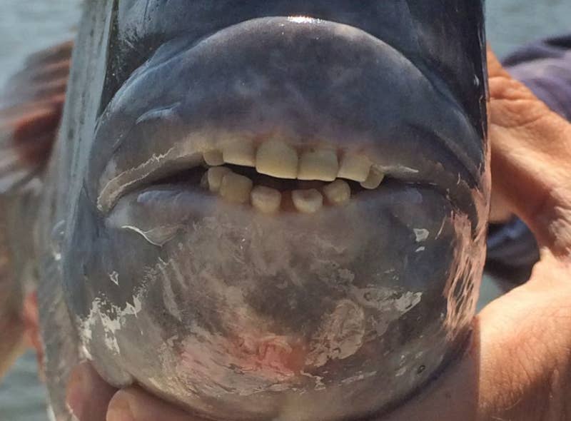 人間みたいな歯を持つ魚 こんなの海で見かけた日にゃ 夜うなされそう