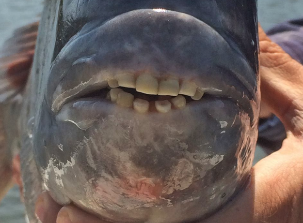 No, I didn't photoshop a human mouth on a fish. This is a real fish with teeth like a human's. The agency posted it and invited Facebook readers to guess what kind of fish it is. It went viral because, I mean, look at it.