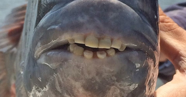 This Fish That Has Human Teeth Is Real And It Will Haunt My Dreams