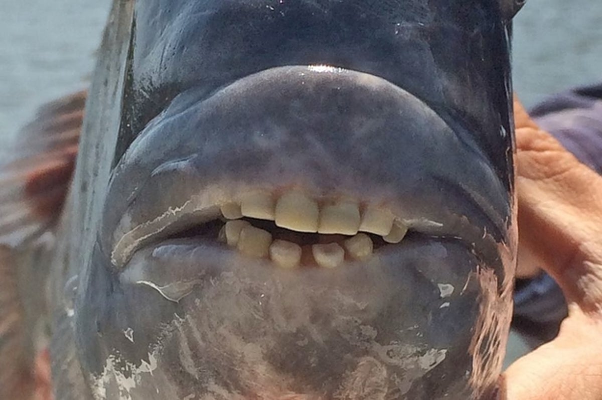https://img.buzzfeed.com/buzzfeed-static/static/2018-05/10/15/campaign_images/buzzfeed-prod-web-02/this-fish-that-has-human-teeth-is-real-and-will-h-2-9146-1525980693-4_dblbig.jpg?resize=1200:*