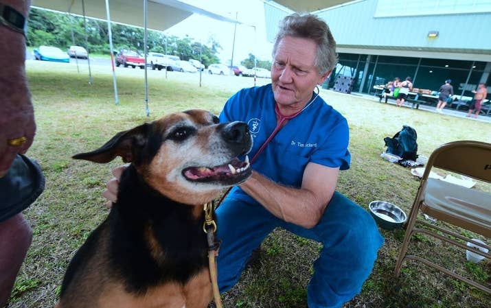 Dr. Tim Richards, a veterinarian on the island and County Councilman checks on evacuee Andrew Linne&#x27;s dog Scotty at the Pahoa Community Center on May 5.