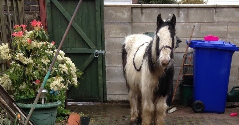 A Grandma Was Shocked When She Found A Pony Abandoned In Her Tiny Backyard