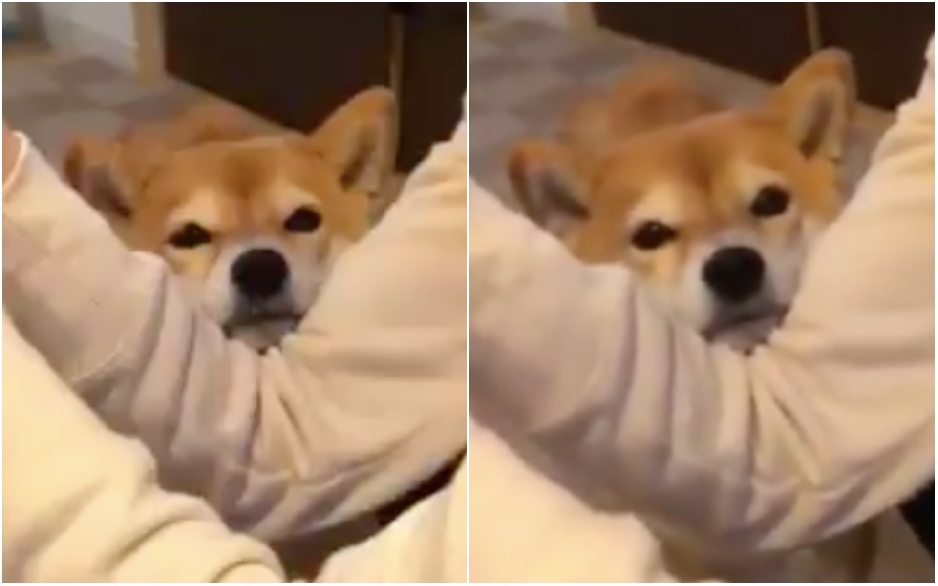 ねえねえ かまって 無言でひょっこりする柴犬のジャストフィット感がすごい