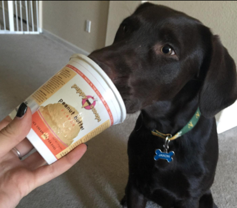 29 Cool Pet Products That Ll Make You Say Why Didn T I Buy