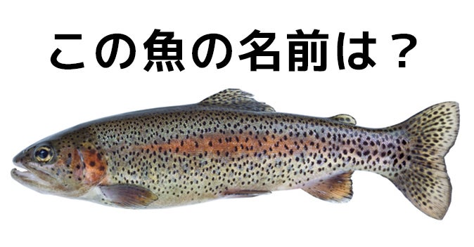 激ムズ 漁師にしか解けない 魚名当てクイズ