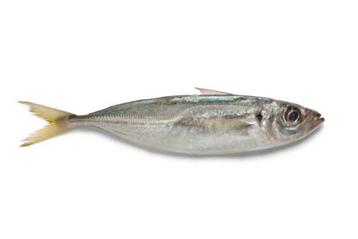 50 魚 リアル イラスト 無料イラスト 春夏秋冬 イラストわんパグ