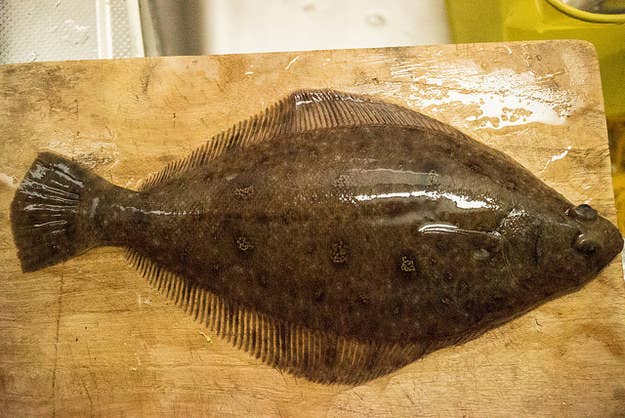激ムズ 漁師にしか解けない 魚の名前当てクイズ 激ムズ 漁師にしか解けない 魚の名前当てクイズ