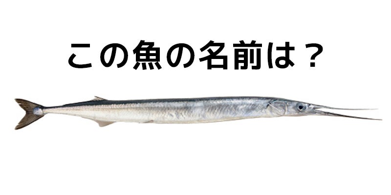 上級編 漁師にしかわからない 魚名当てクイズ