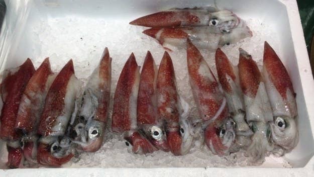 上級編 漁師にしかわからない 魚の名前当てクイズ 上級編 漁師にしかわからない 魚の名前当てクイズ