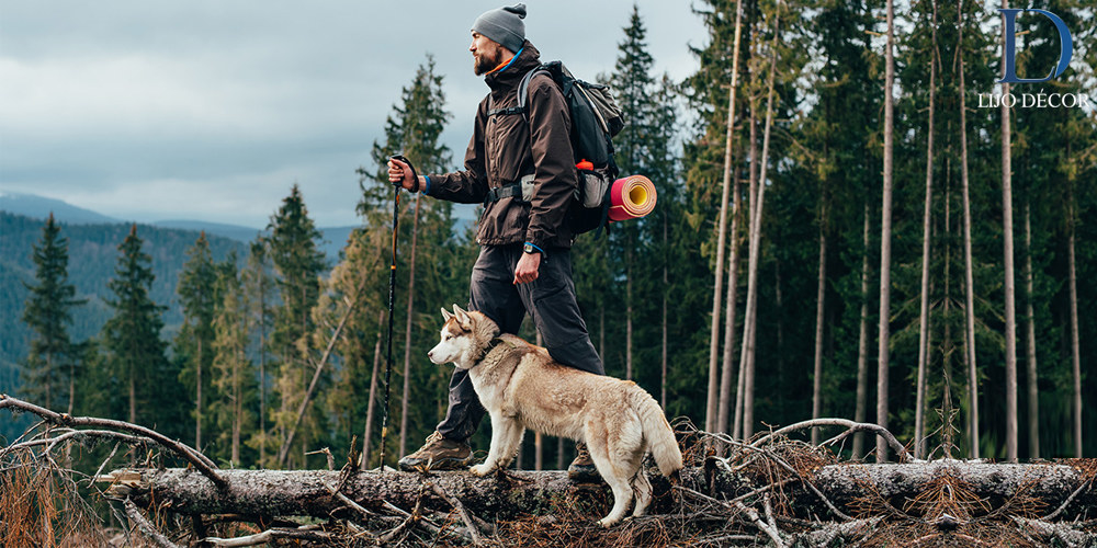 Planning to hike the closest mountain might be a great idea when it comes down to the things you can do for the first day of summer. Spending time in nature can decrease anxiety and depression. Explore the roads, trees, the wind and even water streams that you come across. It would be even greater if you tag your loyal pet friend along on your journey. He/She can be your best hiking buddy, but make sure you are prepared with all the essentials from food to sleeping bag along with you before starting the journey.