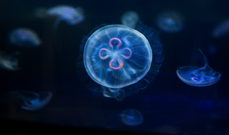 a turritopsis dohrnii jellyfish