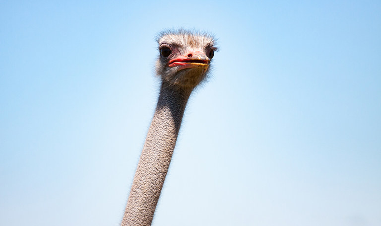 an ostrich