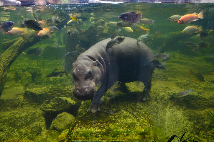 hippo in a tank of water