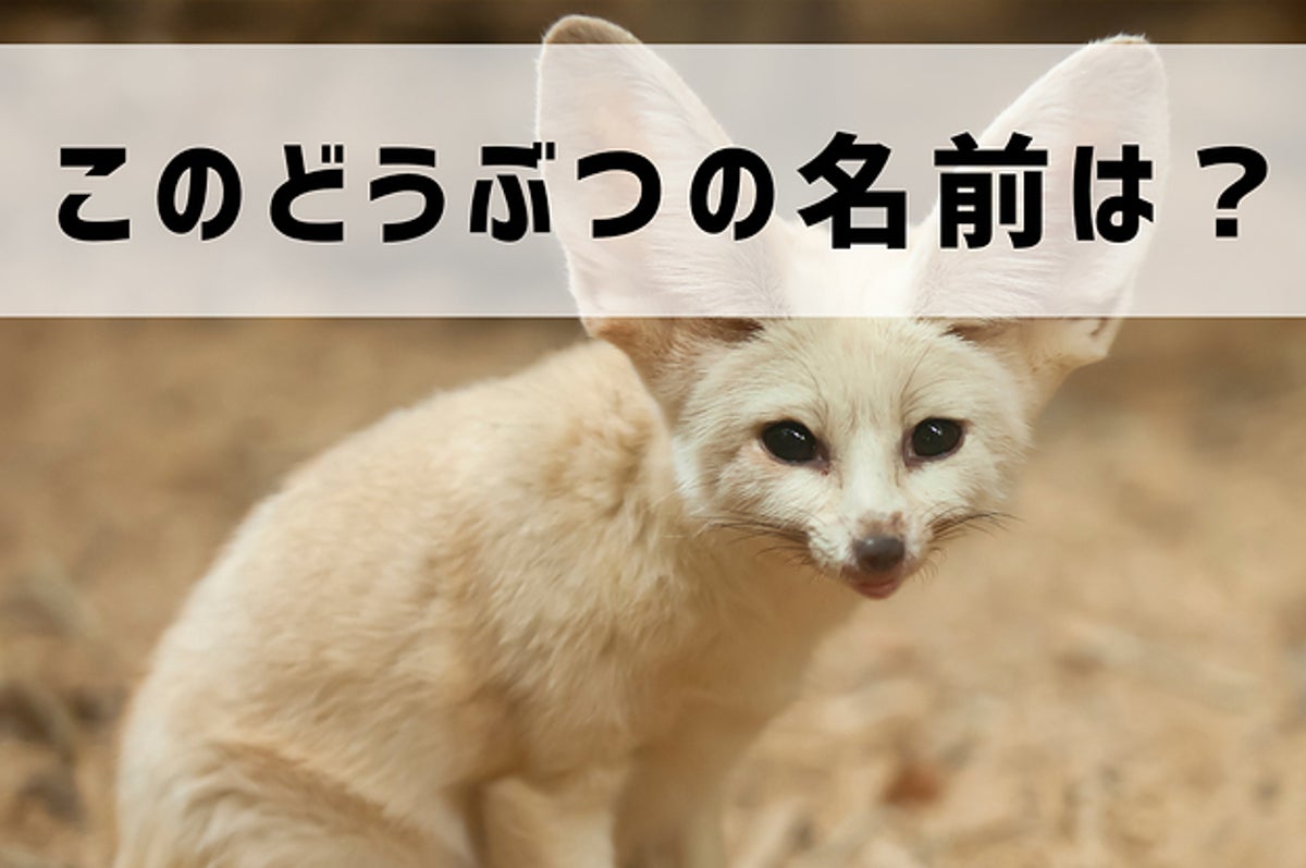 激ムズ フレンズしか解けない 写真からどうぶつを当てるクイズ