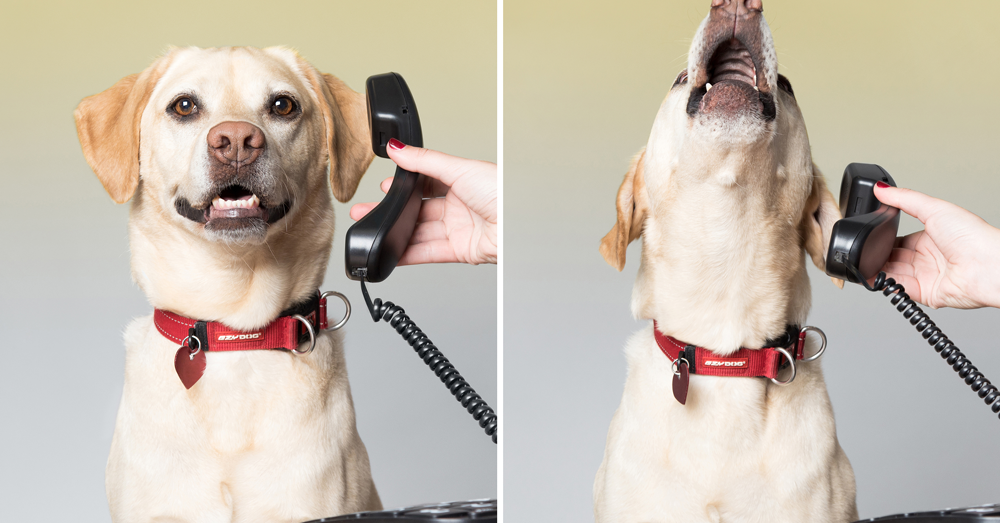 11 Very Good Office Doggos Who Will Brighten Your Whole Day