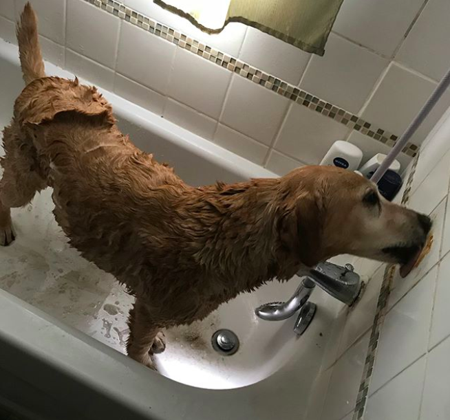 Washing dog 2025 in bathtub