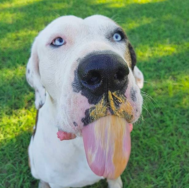 This Peanut Butter Hack Will Make Washing Your Dog So Much Easier
