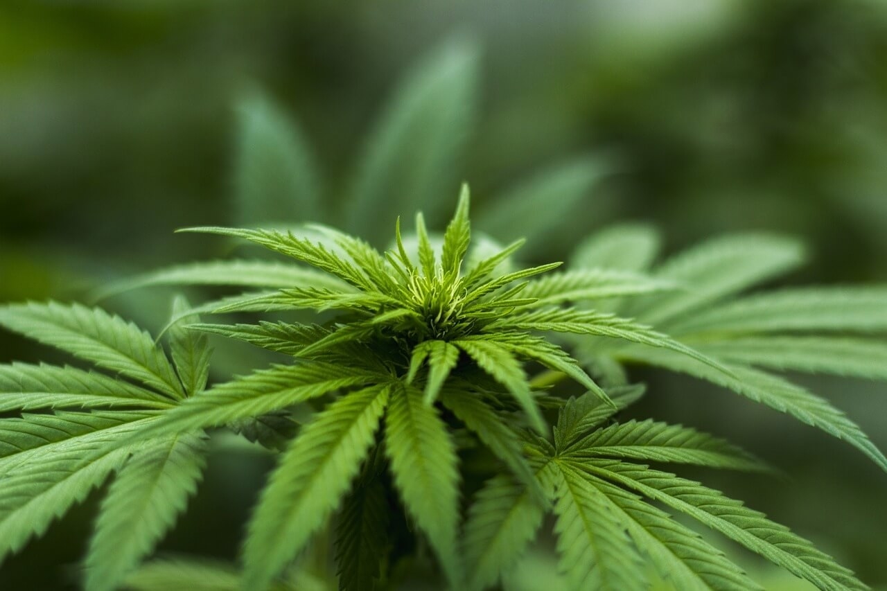 PotNetwork Holdings, Inc. (OTCMKTS: POTN) es una marca establecida en la investigación y desarrollo de productos de cannabidiol (CBD). En los últimos años, POTN ha centrado su atención en proporcionar aceites CBD de alta calidad, gotas, tinturas, productos comestibles y más a través de su subsidiaria de propiedad absoluta, Diamond CBD Inc. Como se evidencia por sus ingresos récord de $ 2.2 millones en ventas el pasado el mes-un aumento del 152 por ciento con respecto al mismo periodo en 2017-es aparente que Diamond CBD está listo para un productivo 2018. Esta vez, POTN busca dominar también a la industria de la criptografía. La filial recién formada de POTN se llama Blockchain Crypto Technology Corp . Recientemente adquirió una instalación de última generación alineada con 115 plataformas mineras dedicadas. A través de él, POTN se ha preparado para una aventura productiva en cripto minería. Su instalación minera también se creó para realizar transacciones para unidades futuras de CBD Coin. En esencia, CBD Coin permite a los comerciantes obtener pagos más fáciles. Además, también pueden obtener estos fondos en dólares estadounidenses o euros a través de transferencias electrónicas. El objetivo principal de la compañía es convertir la moneda CBD (CBM) en una moneda que las personas puedan usar en cualquier lugar. A través de su tecnología, la compañía busca regular la extracción de CBD Coin y permitir la fácil transferencia y verificación de la misma a los bancos centrales.