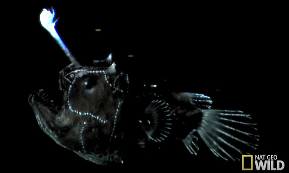 できることなら海で出会いたくない ゾッとするほど怖い海の生き物