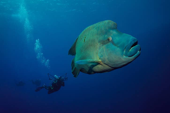 できることなら海で出会いたくない ゾッとするほど怖い海の生き物
