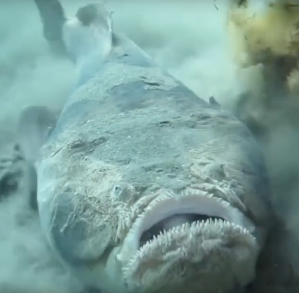 18 Nightmarish Sea Creatures That Will Prove The Ocean Is Fucking Terrifying