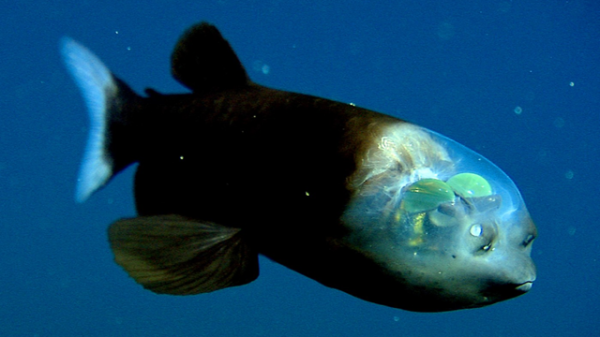 できることなら海で出会いたくない ゾッとするほど怖い海の生き物