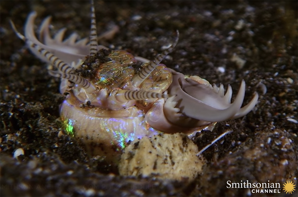 できることなら海で出会いたくない ゾッとするほど怖い海の生き物