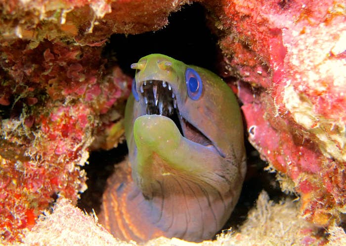 できることなら海で出会いたくない ゾッとするほど怖い海の生き物