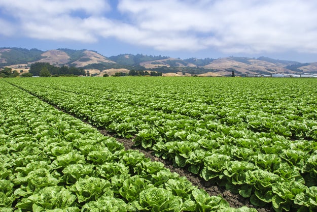 Do not eat any type of romaine lettuce unless you can confirm it was not grown in the Yuma, Arizona, region.