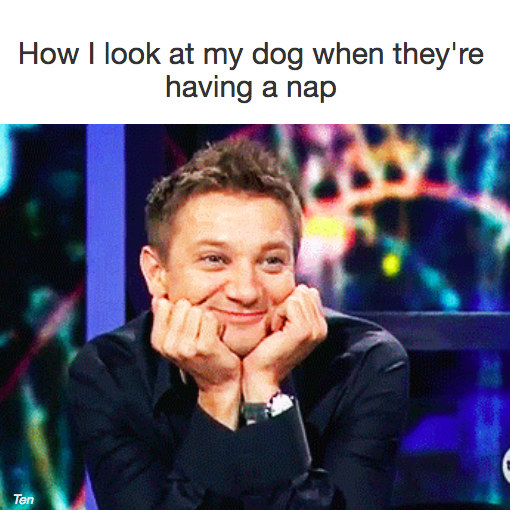 44 Memes You'll Want To Send To Your Family Dog Right Now