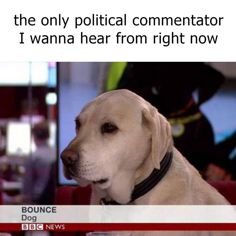 44 Memes You Ll Want To Send To Your Family Dog Right Now