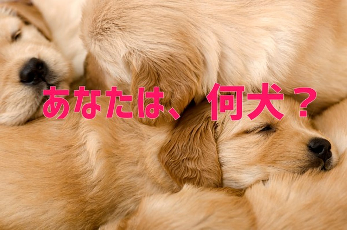 あなたを犬に例えると 何犬に似てるか 性格から診断します