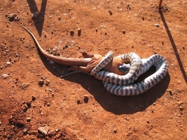 This Week On The Inter Webz: Animals In Australia Who Are Doing The MOST 🙈