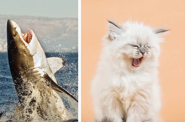 Everyone S Personality Matches A Cat Personality What S Yours
