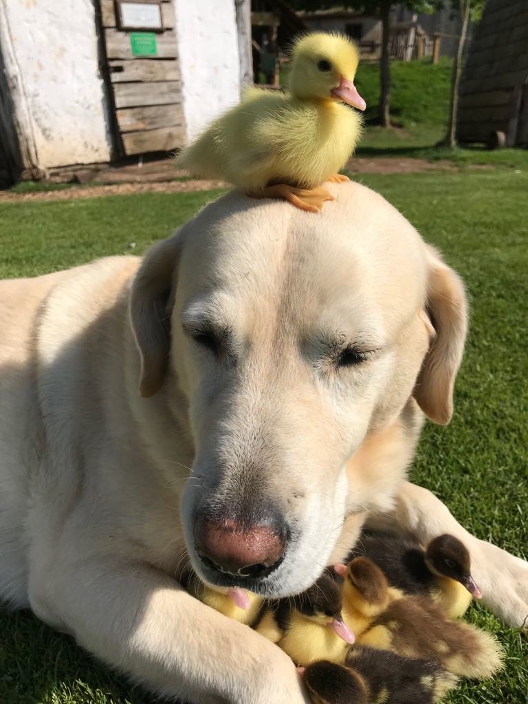 アヒルの赤ちゃんのお世話をする犬がむちゃくちゃカワイイから見て