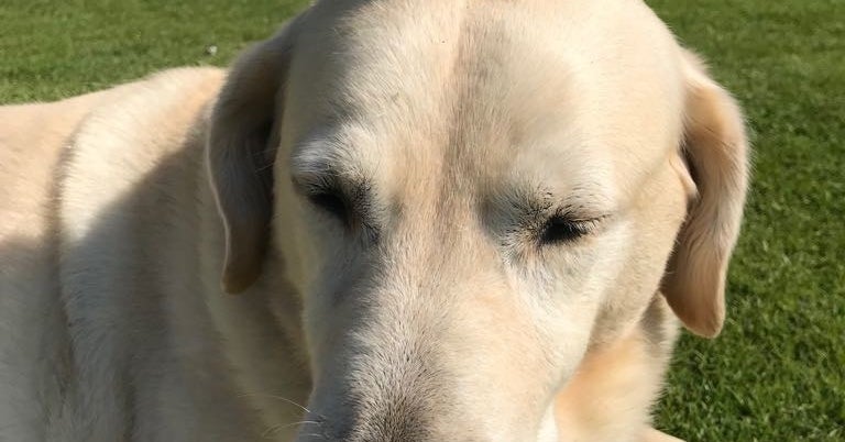 アヒルの赤ちゃんのお世話をする犬がむちゃくちゃカワイイから見て