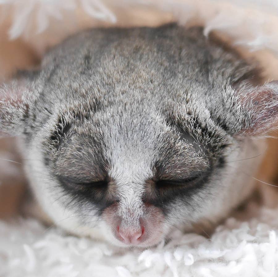 ボールだ ボールだ えっミニトマト 小さなお猿さんの反応が可愛すぎてやばい