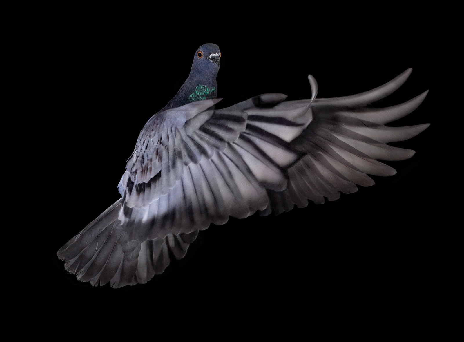 Портреты голубей. Портрет голубя. Birds New York Pigeons. Common Pigeon Feather. Pigeon PNG.