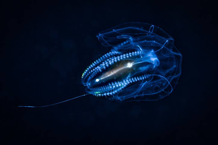 できることなら海で出会いたくない ゾッとするほど怖い海の生き物 できることなら海で出会いたくない ゾッとするほど怖い海の生き物