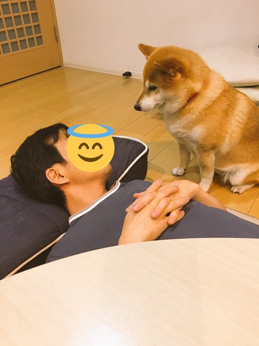 わざわざ人を起こしてから添い寝する柴犬が可愛すぎ