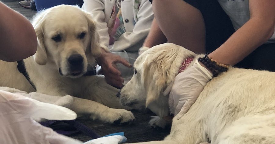 This Dog Gave Birth To A Litter Of Puppies In The Middle Of A Florida ...