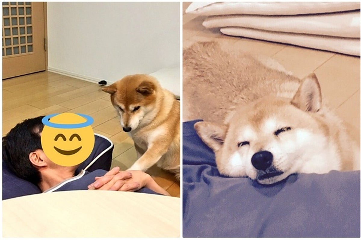 わざわざ人を起こしてから添い寝する柴犬が可愛すぎ