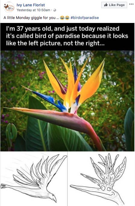 Here S Why That Flower Is Actually Called A Bird Of Paradise
