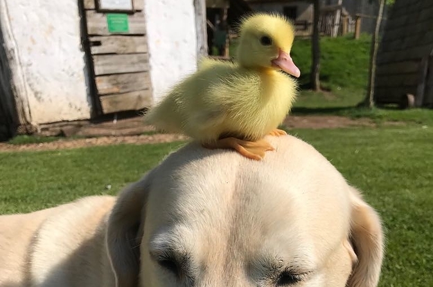 ついに しゃべる犬 が現れた ボタンを使ってコミュニケーション