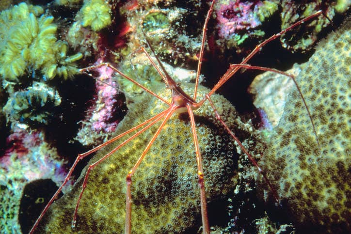 できることなら海で出会いたくない ゾッとするほど怖い海の生き物 できることなら海で出会いたくない ゾッとするほど怖い海の生き物