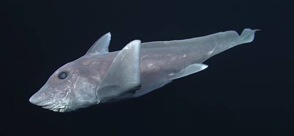 できることなら海で出会いたくない ゾッとするほど怖い海の生き物