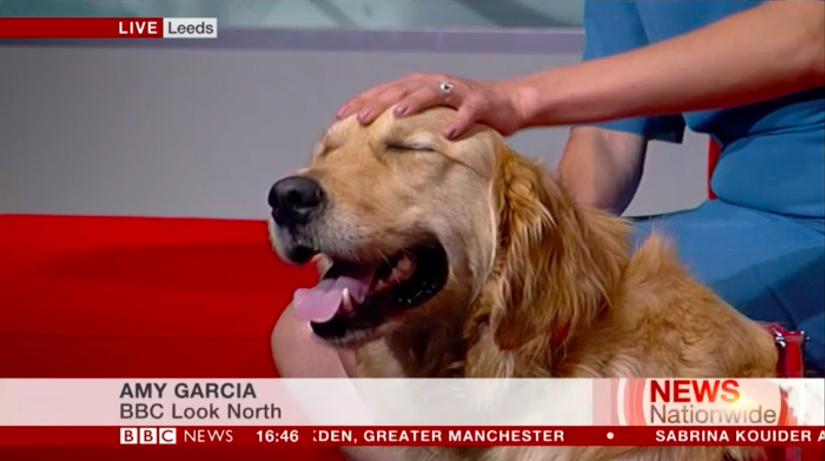 31 Of The Best Damn Dogs On BBC News