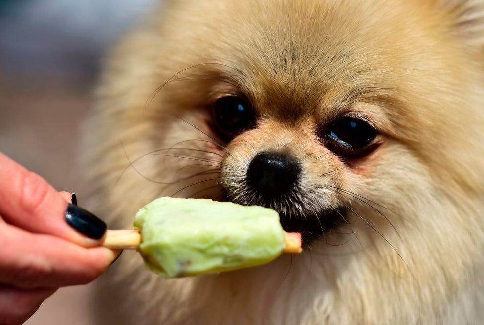 22 Fotos De Perros Comiendo Helado Y Una Cancion Desesperada