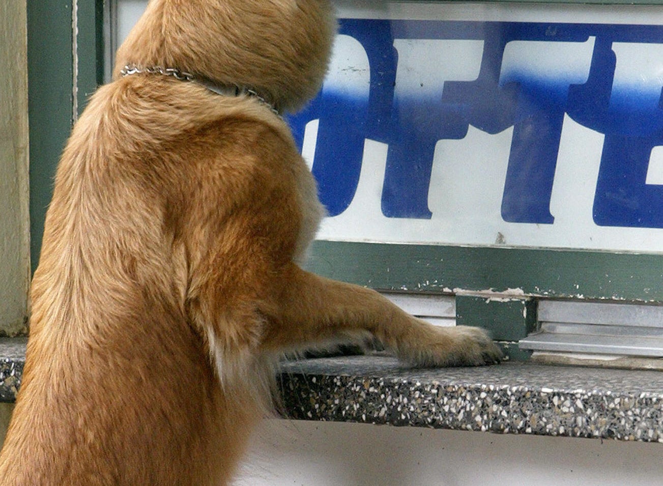 22 Fotos De Perros Comiendo Helado Y Una Cancion Desesperada